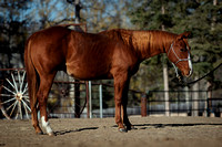 Dallas Performance Horses